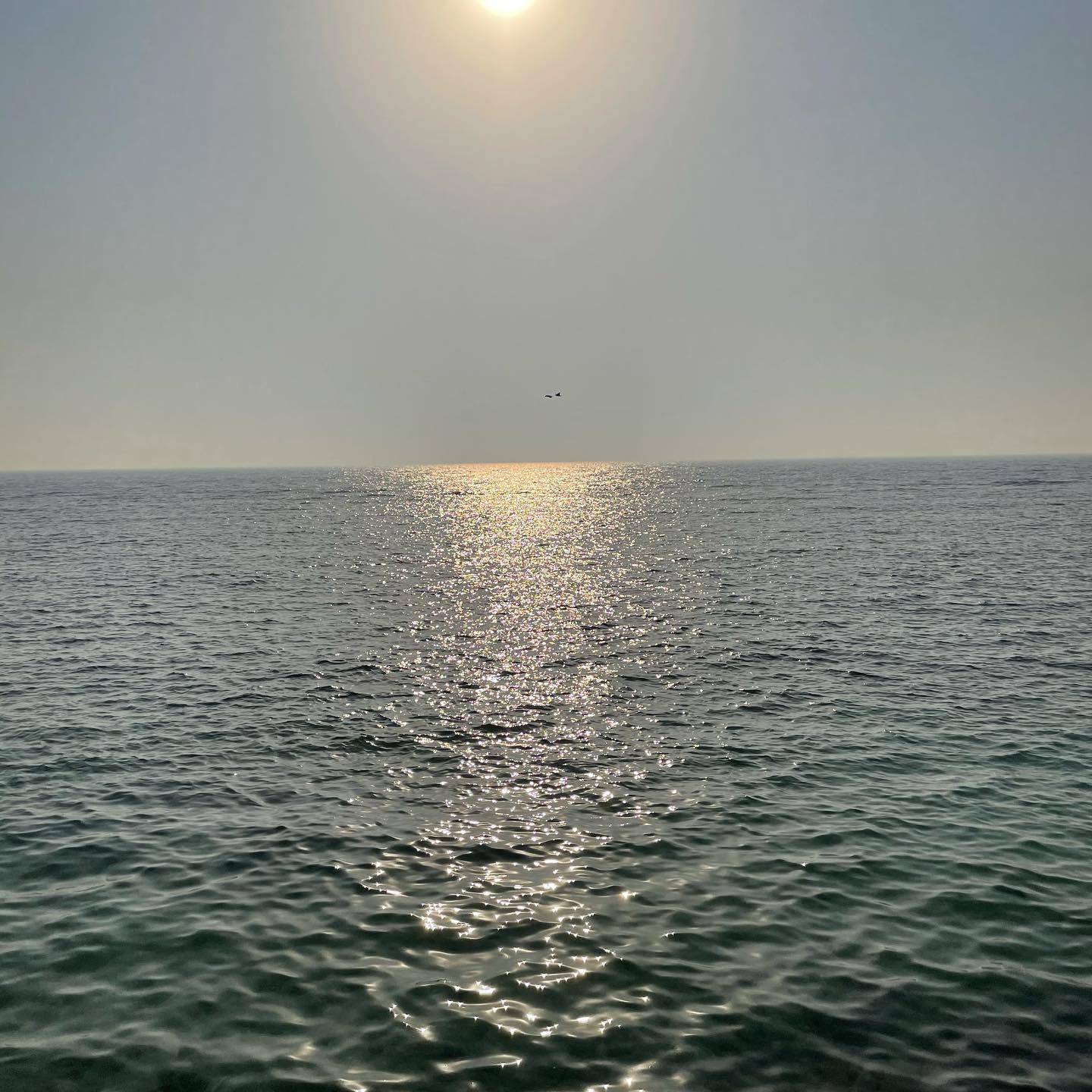 159981362_264984365323495_8791160264879760915_o